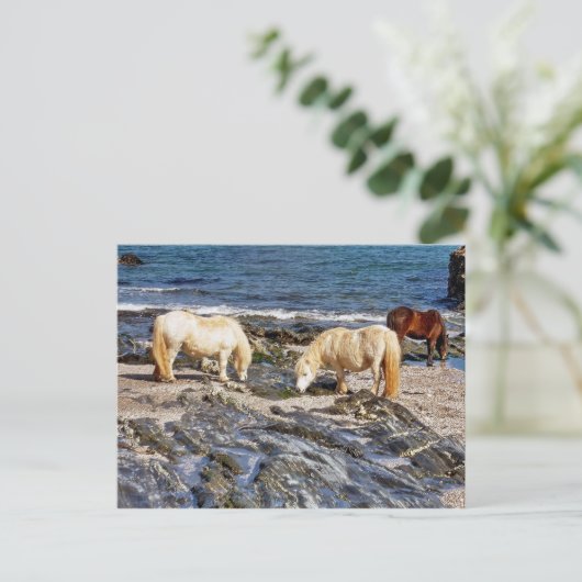 Drie Shetland Ponies op afgelegen zuidontwikkeling Briefkaart (Staand voorkant)