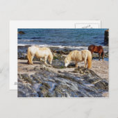 Drie Shetland Ponies op afgelegen zuidontwikkeling Briefkaart (Voorkant / Achterkant)