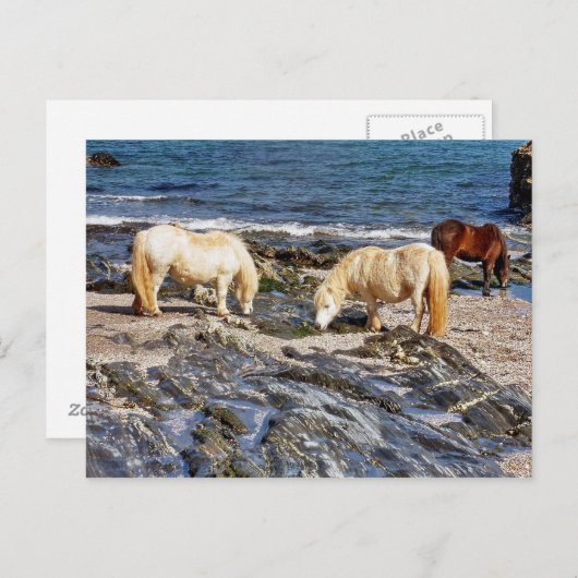 Drie Shetland Ponies op afgelegen zuidontwikkeling Briefkaart (Voorkant / Achterkant)