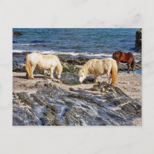 Drie Shetland Ponies op afgelegen zuidontwikkeling Briefkaart