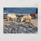 Drie Shetland Ponies op afgelegen zuidontwikkeling Briefkaart (Voorkant)