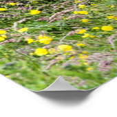 Drie Shetland pony hengsten in een Poster (Hoek)