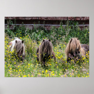Drie Shetland pony hengsten in een Poster