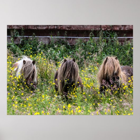 Drie Shetland pony hengsten in een Poster (Voorkant)