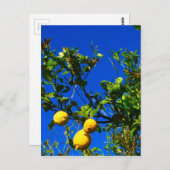 Drie Siciliaanse Lemons Briefkaart (Voorkant / Achterkant)