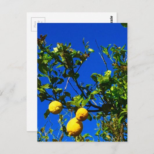 Drie Siciliaanse Lemons Briefkaart (Voorkant / Achterkant)