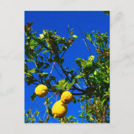 Drie Siciliaanse Lemons Briefkaart