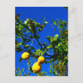 Drie Siciliaanse Lemons Briefkaart (Voorkant)