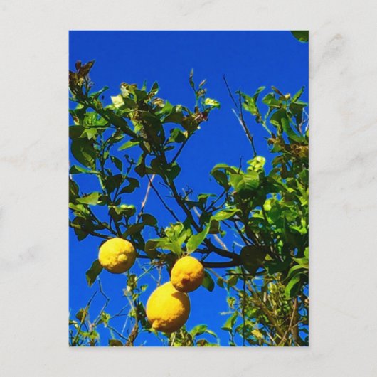 Drie Siciliaanse Lemons Briefkaart (Voorkant)