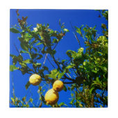 Drie Siciliaanse Lemons Tegeltje (Voorkant)