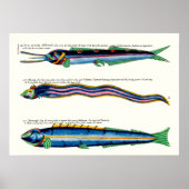 Drie Skinny Fish Poster op Antiek Wit (Voorkant)