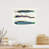 Drie Skinny Fish Poster op Antiek Wit (Keuken)