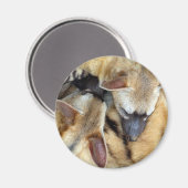 Drie slapen Aardwolves Magneet (Voorkant / Achterkant)