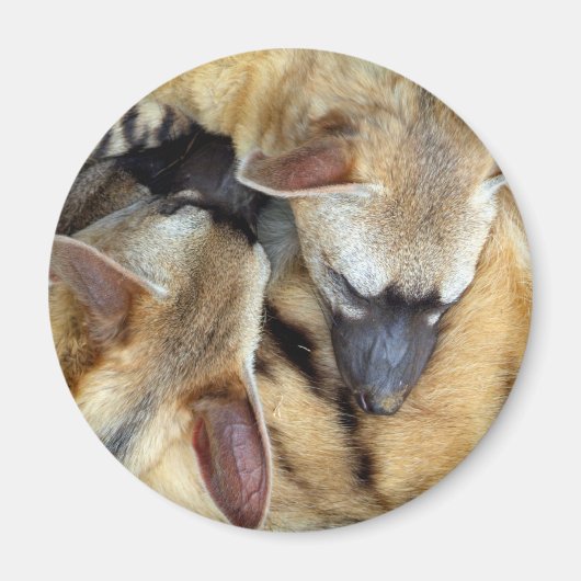 Drie slapen Aardwolves Magneet (Voorkant)