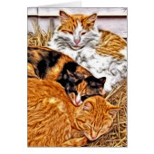 Drie slapende katten, allemaal ongekende groet (Voorkant)