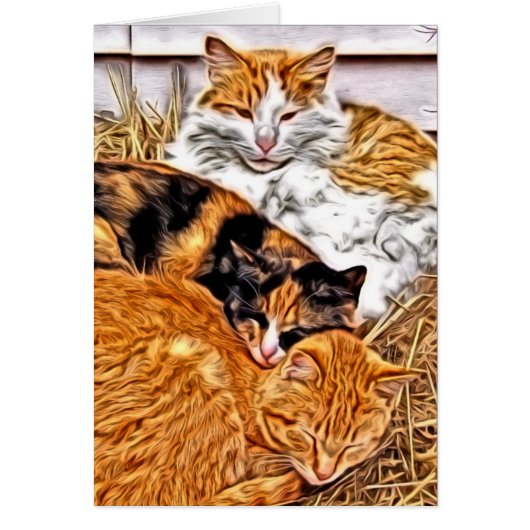 Drie slapende katten, allemaal ongekende groet (Voorkant)