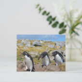 Drie Snares Penguins Briefkaart (Staand voorkant)