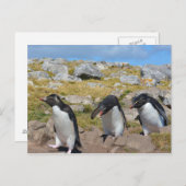 Drie Snares Penguins Briefkaart (Voorkant / Achterkant)