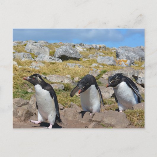 Drie Snares Penguins Briefkaart (Voorkant)
