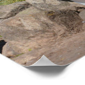 Drie Snares Penguins Poster (Hoek)