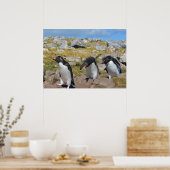 Drie Snares Penguins Poster (Keuken)