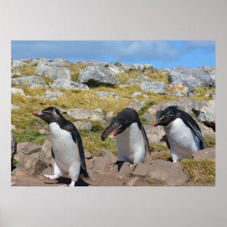 Drie Snares Penguins Poster