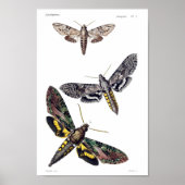 Drie spinnemolen poster (Voorkant)