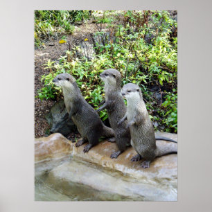 Drie Staande Otters, Poster