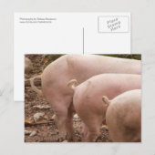 Drie staarten Briefkaart krulvarkens (Voorkant / Achterkant)