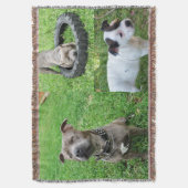 Drie Staffordshire Bull Terriers, Gooi Deken (Voorkant Verticaal)