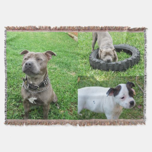 Drie Staffordshire Bull Terriers, Gooi Deken (Voorkant)