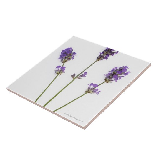 Drie stengels van de Engelse paarse lavenderbloeme Tegeltje (Zijkant)