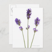 Drie stengels van paarse lavenderbloemen, briefkaart (Voorkant / Achterkant)