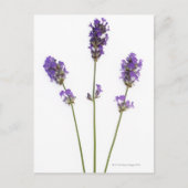 Drie stengels van paarse lavenderbloemen, briefkaart (Voorkant)