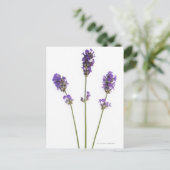 Drie stengels van paarse lavenderbloemen, briefkaart (Staand voorkant)