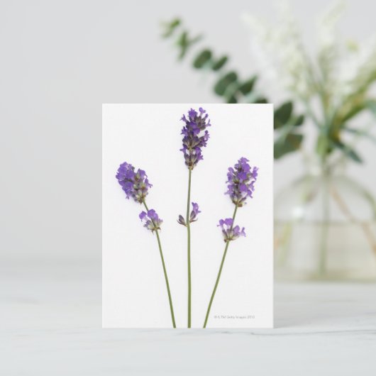Drie stengels van paarse lavenderbloemen, briefkaart (Staand voorkant)