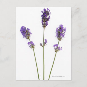 Drie stengels van paarse lavenderbloemen, briefkaart