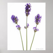 Drie stengels van paarse lavenderbloemen, poster (Voorkant)