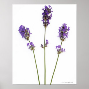 Drie stengels van paarse lavenderbloemen, poster