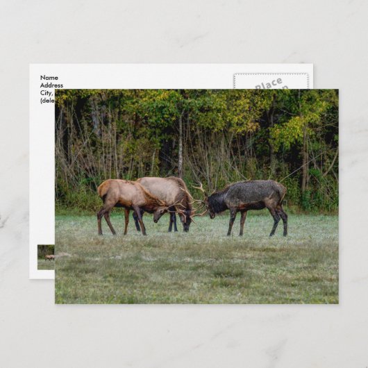 Drie stippen Elk strijden tegen blanco Briefkaart (Voorkant / Achterkant)