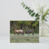 Drie stippen Elk strijden tegen blanco Briefkaart (Staand voorkant)