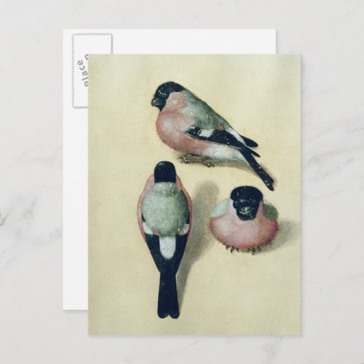 Drie studies van een vinnige briefkaart (Voorkant / Achterkant)