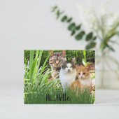Drie Tabby Cats in Garden "Hi Hallo" Briefkaart (Staand voorkant)