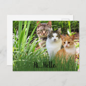 Drie Tabby Cats in Garden "Hi Hallo" Briefkaart (Voorkant / Achterkant)