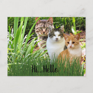 Drie Tabby Cats in Garden "Hi Hallo" Briefkaart