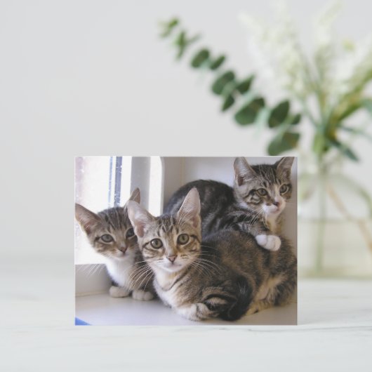 Drie Tabby Kittens Briefkaart (Staand voorkant)