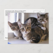 Drie Tabby Kittens Briefkaart (Voorkant / Achterkant)