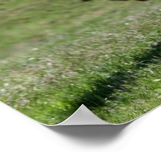 Drie Texas Longhorns Poster (Hoek)