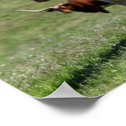 Drie Texas Longhorns Poster (Hoek)
