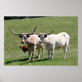 Drie Texas Longhorns Poster